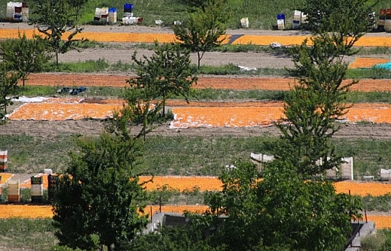 Malatya'da 120 TL'ye satılan kayısı, ihraçta 300 TL