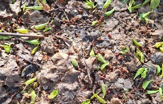 Malatya'da 15 dakikalık dolu felaketi: Çiftçinin emeği heba oldu… İşte hasarın boyutu