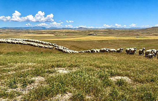 Malatya'da 150 bin TL maaşa rağmen çoban bulunamıyor