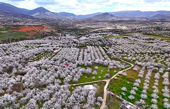 Malatya'da 2 Milyon Kayısı Ağacı Çiçek Açtı