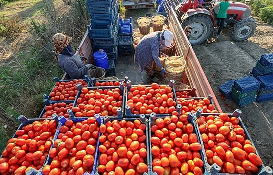 Malatya'da 2026 yılı salçalık domates fiyatları