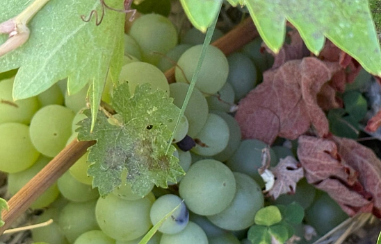 Malatya'da 3 bin dönüm üzüm bağı yok oldu