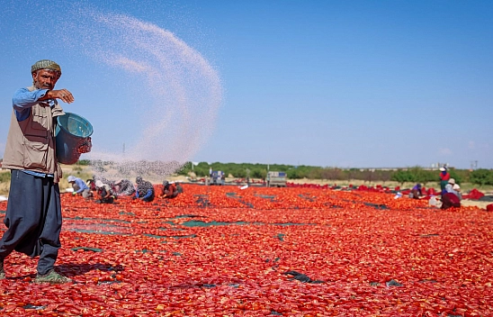 Malatya'da 350 dekarda üretiliyor, 50 dekarda kurutuluyor