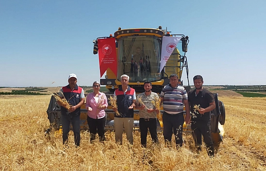Malatya'da 4 bin dekarlık alana ekilmişti! Hasadı yapıldı