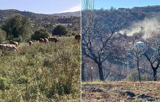 Malatya'da 57 sahada sürdürülüyor... Kayısıyı madenler kuruttu! 'Zehirlenmek istemiyoruz'