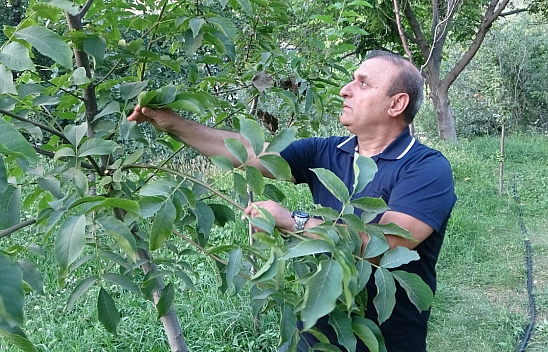 Malatya'da 6 yıl önce deneme amaçlı dikildi: Şimdi kilosu 150-200 TL'den satılıyor