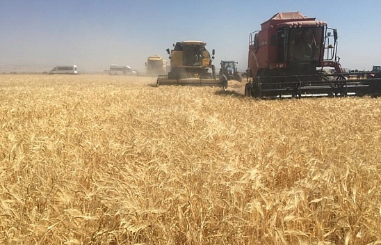 Malatya'da 7 bin 873 dekar alanda hasat başladı: Yüksek Verim Bekleniyor!