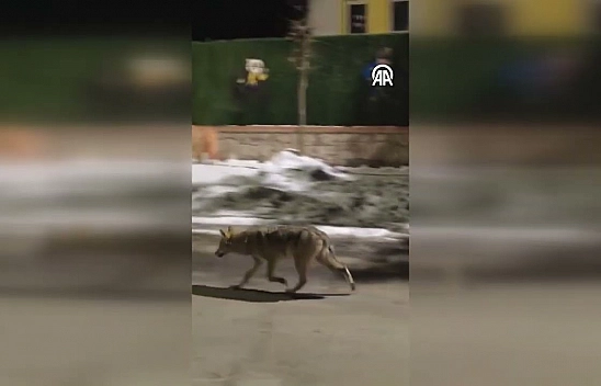 Malatya'da aç kalan kurt yerleşim alanına indi