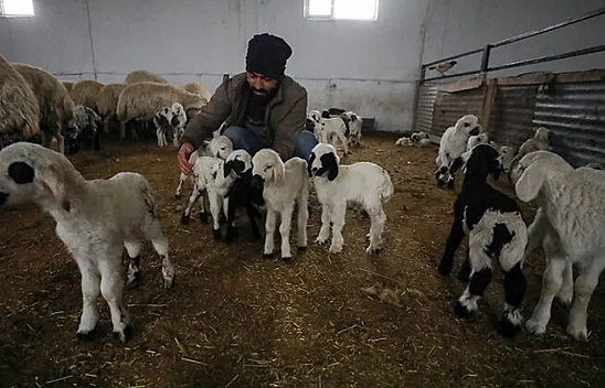 Malatya'da ahır ve ağıllara 'Sınıf' belgesi geliyor! Elindeki alet-edevatı komşusuyla paylaşan yandı