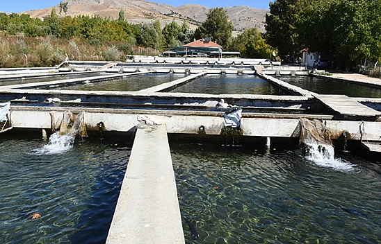 Malatya'da Alabalık Üretimi Yeniden Canlanıyor!