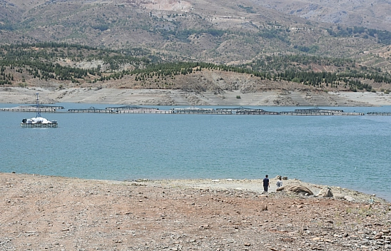 Malatya'da alabalık üretimine devlet desteği: Tesis sayısı 66'ya, üretim 16 bin tona çıkacak!