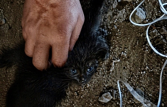 Malatya'da bacaya düşen kedi kurtarıldı