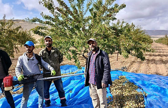 Malatya'da badem bereketi var, üreticinin gözü pazarda!