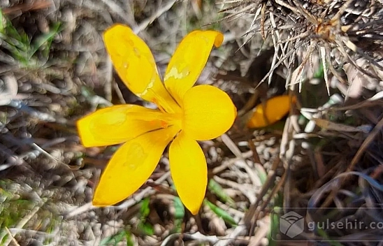 Malatya'da bahar geçişi: Hava sıcaklığı 25 dereceye yükseldi…