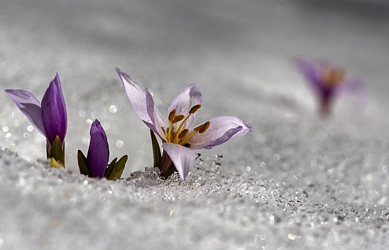 Kardelenler açtı, Malatya bahara merhaba dedi