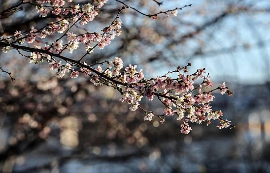 Malatya'da bahar havası etkili olacak: İlçelerde sıcaklıklar 9 dereceye kadar yükseliyor