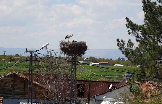 Malatya'da leylekler yuvalarına döndü