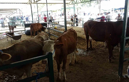 Malatya'da kurbanlık fiyatları açıklandı