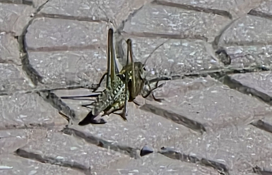 Malatya'da çekirge istilası! Felaketlerin ardı arkası kesilmiyor….