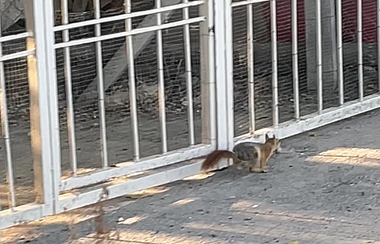 Malatya'da Yiyecek Arayan Sincap Cep Telefonu Kameralarına Takıldı!...