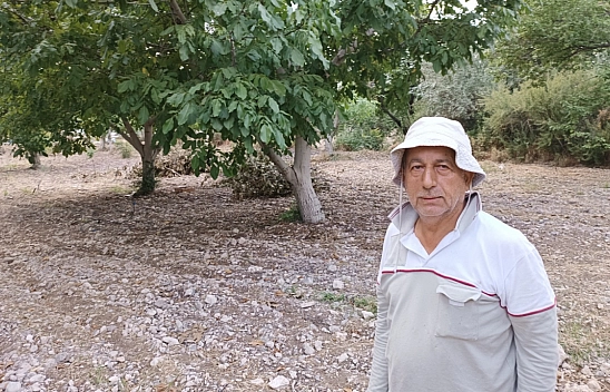 Malatya kayısısının sigortasıydı: Hasat başladı!