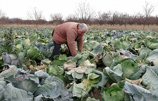 Malatya'da çiftçiler lahanayla sezonu kurtarmaya çalışıyor!