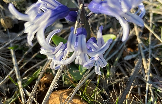 Malatya'da çiğdemler baharın müjdesini verdi