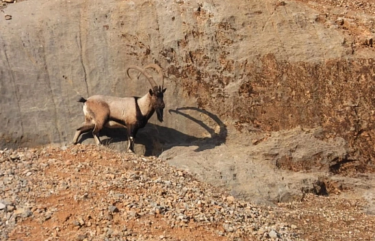 Koruma altına alınmıştı, Malatya'da görüldüler