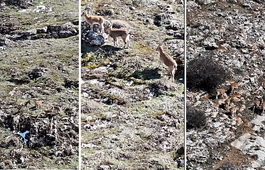 Malatya'da dağ keçileri objektiflere takıldı