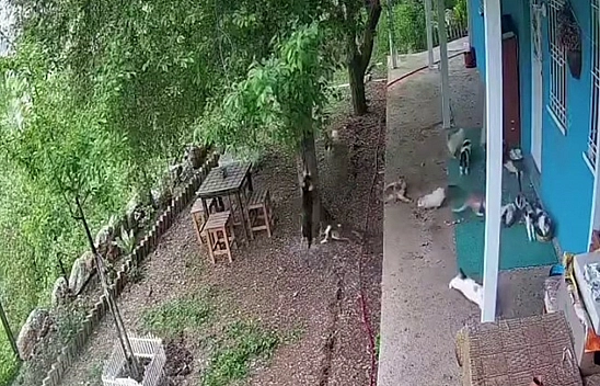 Malatya'da deprem paniği: Kedilerin panikle kaçışı kamerada