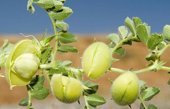 Malatya'da Destek Ödemeleri Arttırıldı…! Dekar Başına Güncel Fiyatlar Açıklandı…