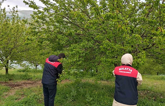Malatya'da dolu sonrası hasar tespit çalışmaları başlatıldı