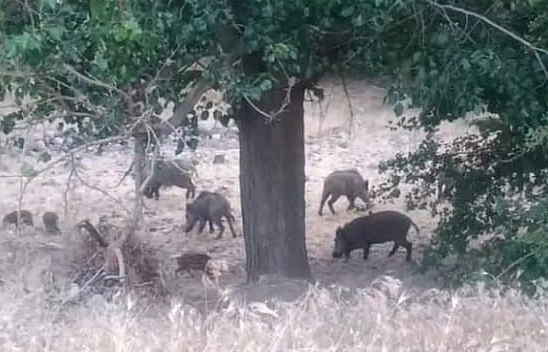 Aç kalan sürü böyle görüntülendi!