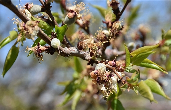 Malatya'da don bekleniyor mu?