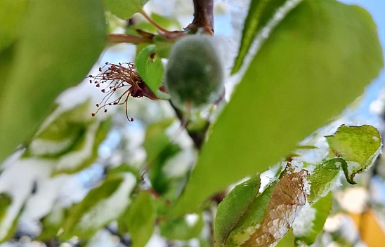Malatya'da don felaketi: Çiftçi umudunu kaybetti…