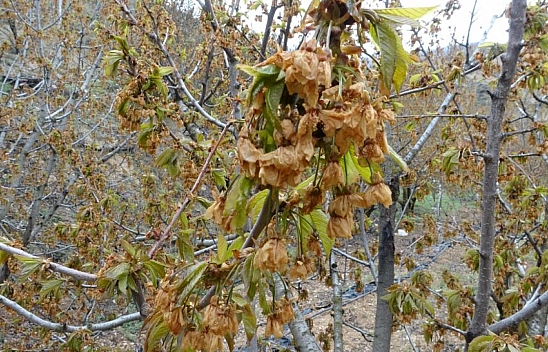 Malatya'da don kabusu: Kayısıdan sonra kirazı da vurdu!