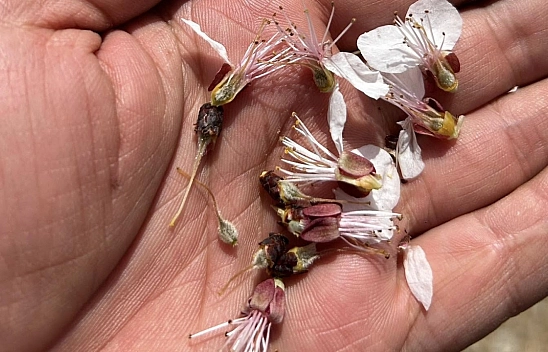 Zirai don: Malatya'da kayısı üretimini vurdu...