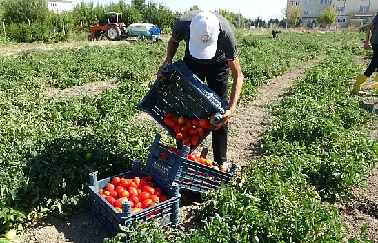 Malatya'da ekilmeyen toprak kalmayacak! Yüzde 75'ini devlet ödeyecek