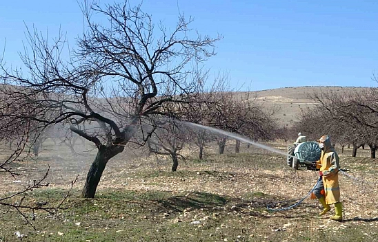 Kayısılar erken tomurcuklandı! Üreticiler ilaçlamaya başladı..!