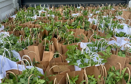 Malatya'da fideler ücretsiz dağıtıldı..!
