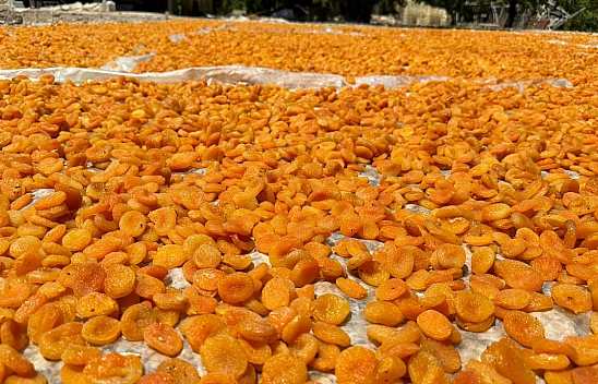 Malatya'da Gözler Oraya Çevrildi..! 'Sarı Altın'ın Fiyatı Ne Olacak...?