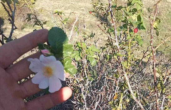 Malatya'da güneş yüzünü gizliyor: Etkisini gösterecek...