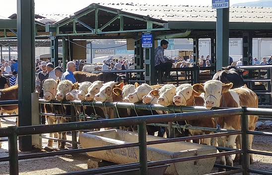 Malatya'da hayvan sağlığı kontrol altında: Hastalık yok, tedbir var
