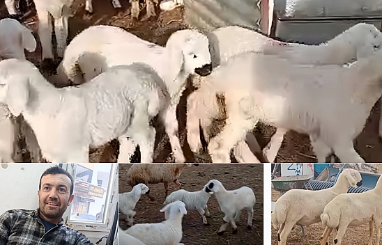 Malatya'da hayvancılık sektörünü tehdit ediyor...