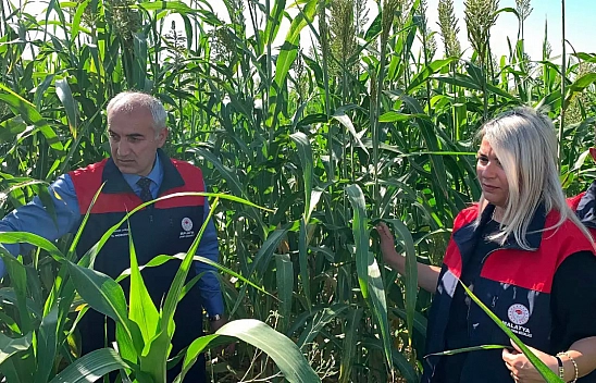 Malatya'da yem maliyetini düşürecek proje: Deneme ekimleri başladı