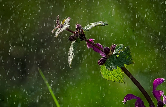 Malatya'da kavurucu sıcaklar bitti, şemsiyeleri hazırlayın!