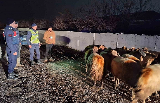Malatya'da kayıp koyunları jandarma buldu