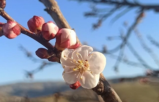 Malatya'da kayısı ağaçları çiçek açtı