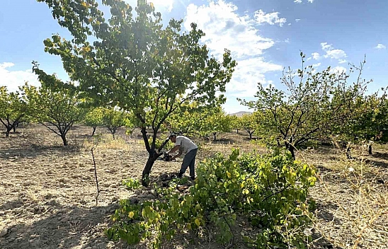 Malatya'da Ağaç Budama Dönemi Başladı: Kayısı Kalitesini Artırıyor