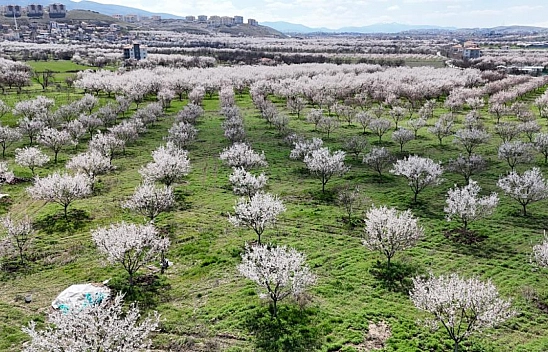 Malatya'da kayısı bahçelerinde yalancı çiçek tedirginliği...